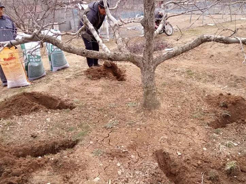 肥料養(yǎng)分含量檢測儀為蘋果挑選合適肥料