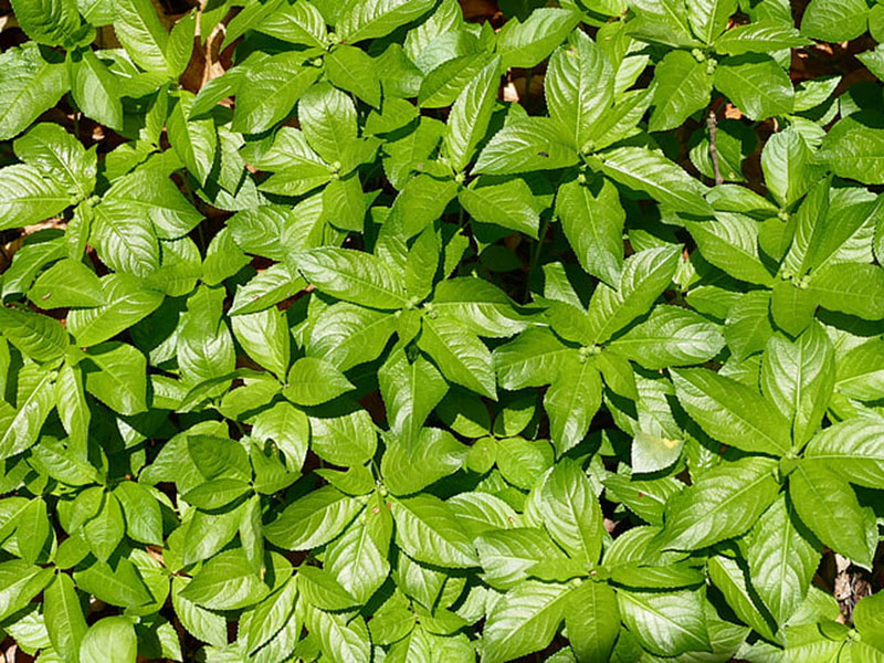 葉面積指數(shù)測(cè)定儀可無損傷測(cè)量葉片的葉面積