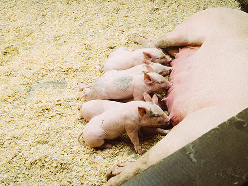 動(dòng)物疫病快速診斷儀快速、安全、便攜