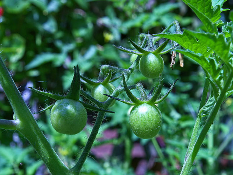 農(nóng)藥殘留會對身體產(chǎn)生怎樣的危害？