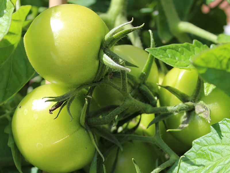 農(nóng)藥殘留檢測儀結(jié)果準(zhǔn)確嗎？