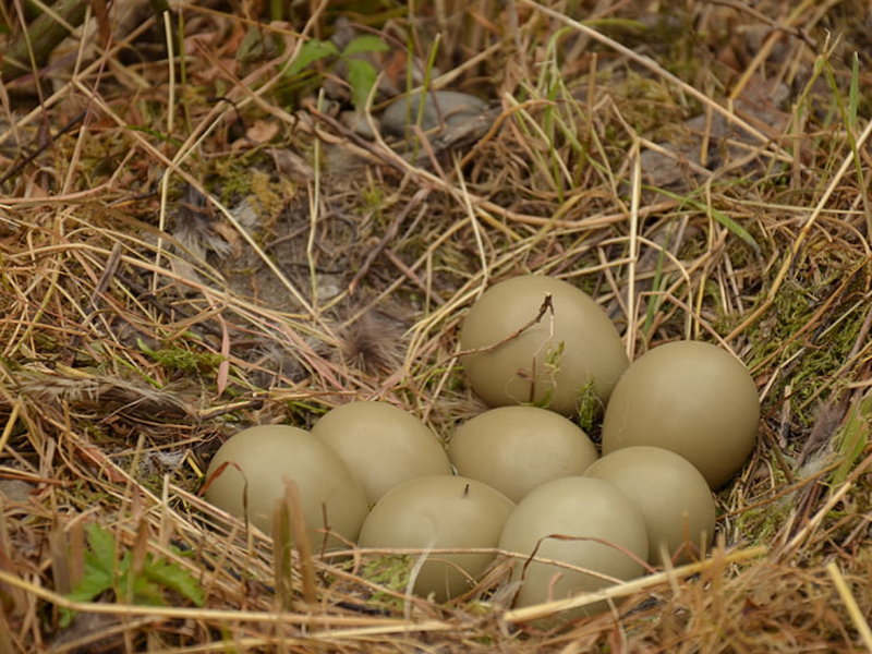 雞蛋中的藥物殘留要怎么檢測(cè)？