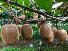 獼猴桃有農(nóng)藥殘留嗎？