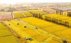 蔬菜農(nóng)藥殘留檢測儀怎么樣？