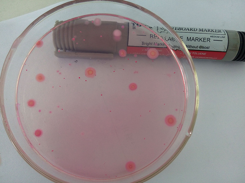 ATP熒光檢測(cè)器