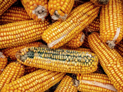 黃曲霉菌毒素的種類及其對(duì)人體的危害