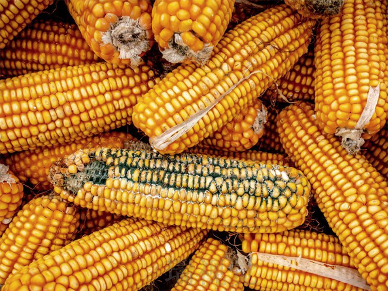 黃曲霉菌快速檢測儀