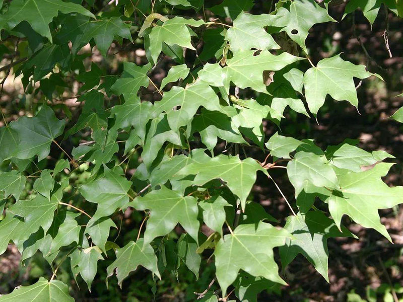 植物葉綠素測定儀，為植物健康做檢查