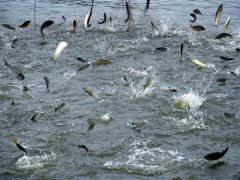 水產(chǎn)養(yǎng)殖水質(zhì)檢測(cè)儀，為漁業(yè)提供有效地水質(zhì)分析