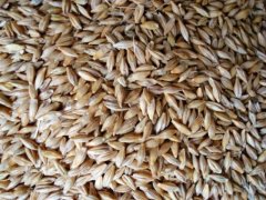 糧食重金屬檢測儀，滿足現場檢測需求