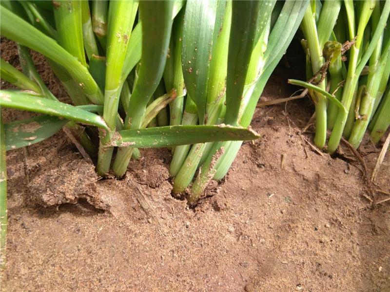 植物莖稈強(qiáng)度測定儀，對作物栽培提供幫助