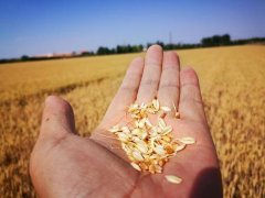 糧食水分測(cè)量?jī)x，為小麥提供合理存儲(chǔ)時(shí)間