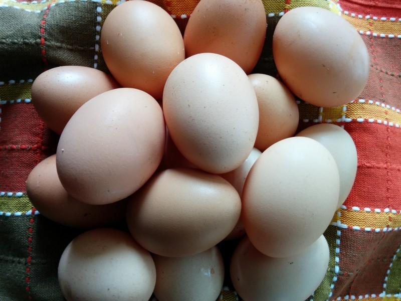 獸藥殘留檢測設(shè)備：雞蛋藥物殘留檢測儀