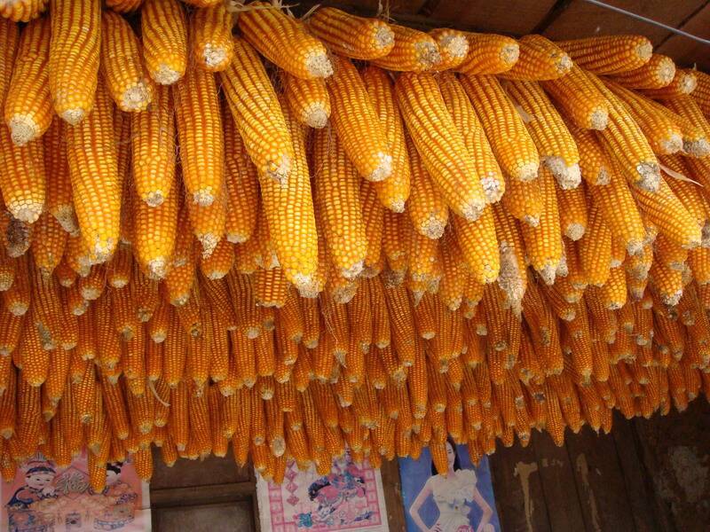 糧食安全檢測儀，可檢測糧食中是否含有大米增白劑