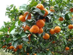 砂糖橘的種植，光照很重要