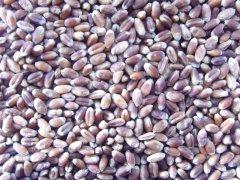 怎樣得知小麥中是否含有重金屬？