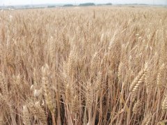 小麥黃曲霉素檢測(cè)儀，可為小麥健康助力