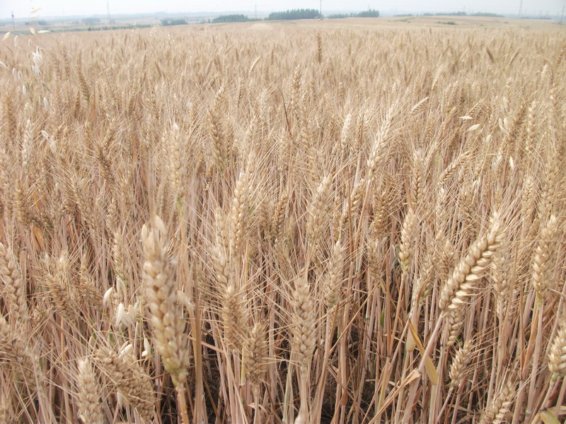 小麥黃曲霉素檢測(cè)儀，可為小麥健康助力