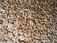 小麥黃曲霉毒素檢測(cè)儀快速、安全、便攜