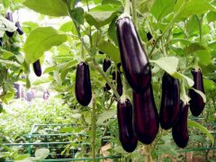 種植茄子肥料的選擇很重要！