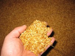 糧食中的真菌毒素怎么檢測？