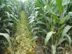 玉米秋收時(shí)節(jié)，黃曲霉毒素檢測(cè)不能少